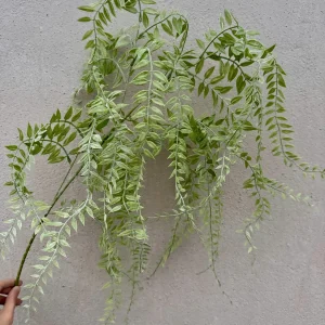 Cành Dương Xỉ Kép