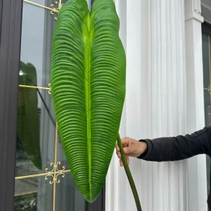 Chuối Khổng Lồ