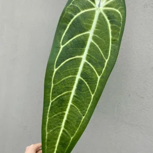 Chuối Đột Biến