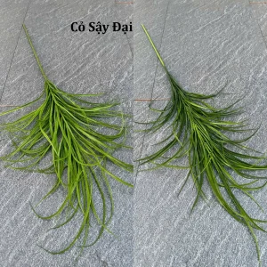 Cỏ Sậy Đại