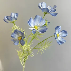 Cúc Bướm Bé Thân Mốc