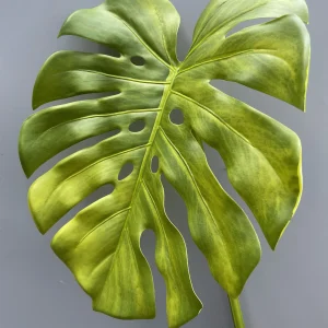 Lá Rùa Khổng Lồ