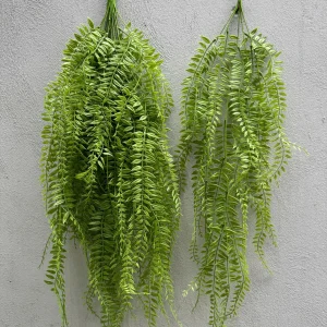 Rủ Dương Xỉ Kép