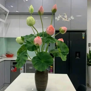 Cụm Sen Quan Âm Búp