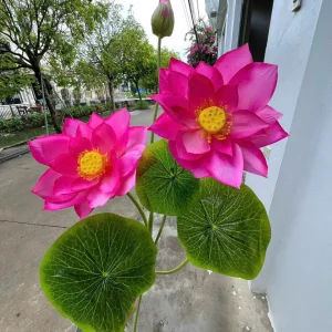 Cụm Sen Quan Âm Nở