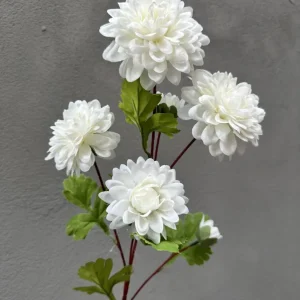 Thược dược tròn