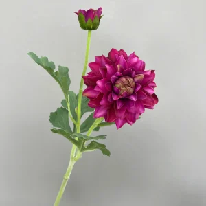 Thược dược ướt